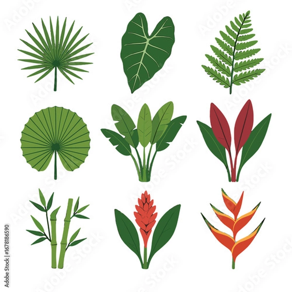 Fototapeta Ginger vector bamboo palm icon set jungle flowers leaves red blooms