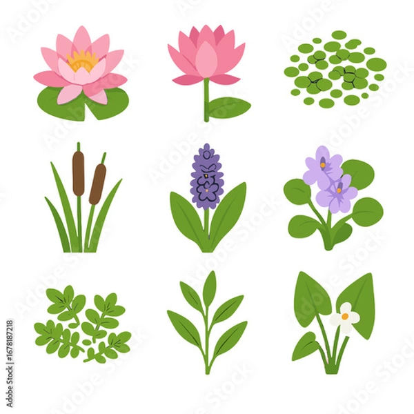 Fototapeta Cattail arrowhead icon vectors flower duckweed water plant pickerelweed patch fern vector