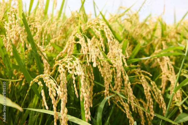 Obraz 稲穂