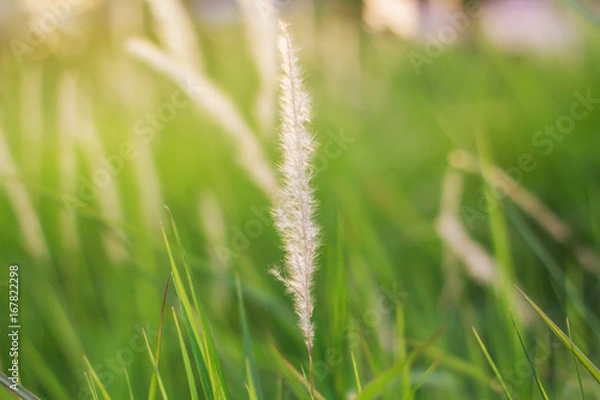 Fototapeta Nature flower grass and sunset background in the spring season