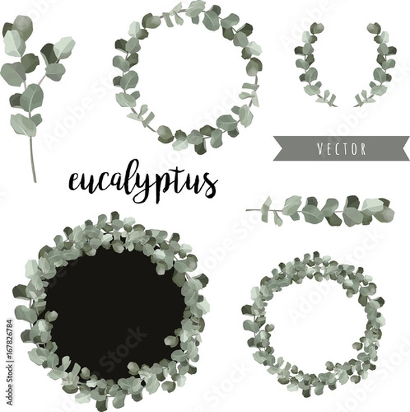 Fototapeta Eucalyptus leaves. Beautiful vector set of btanches and wreathes for your design. Frames for wedding invitation.