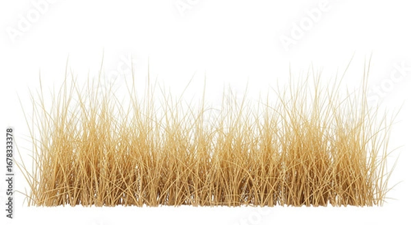 Obraz Dry Grass Blades on White Background
