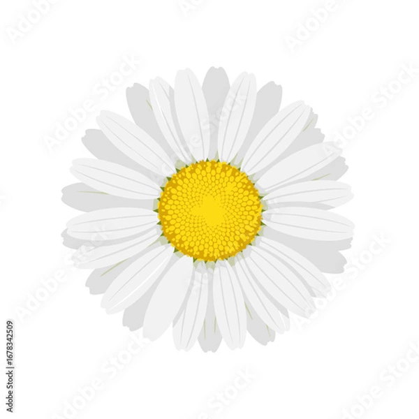 Fototapeta A single delicate white daisy flower with a bright yellow center on a clean white background