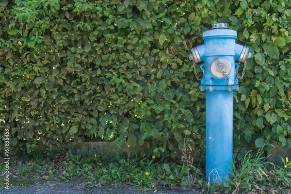 Fototapeta Blauer Hydrant am Straßenrand mit Hecke im Hintergrund