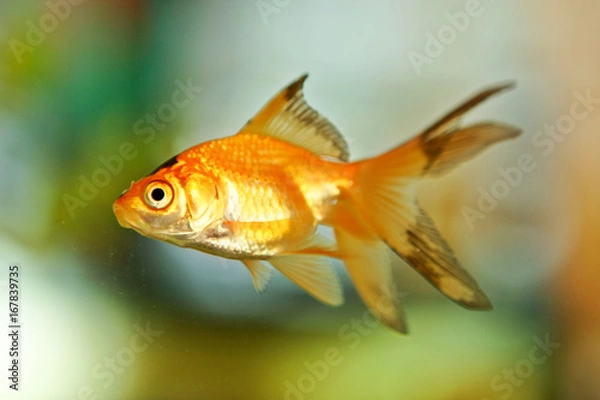 Obraz Goldfish