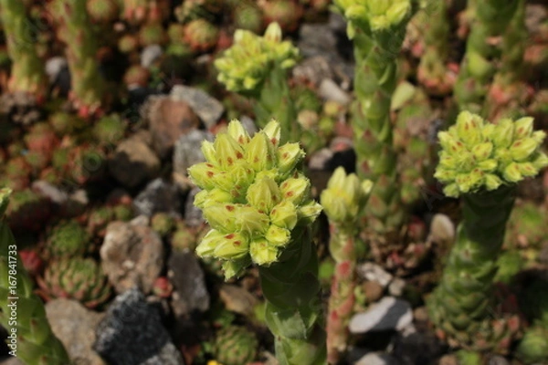 Fototapeta "Rolling Hen and Chicks" flowers (or Fransen-Hauswurz) in St. Gallen, Switzerland. Its Latin name is Jovibarba Globifera subsp. Hirta (Syn Sempervivum Globiferum), native to central - southern Europe.