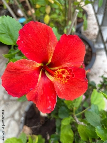 Obraz red hibiscus flower