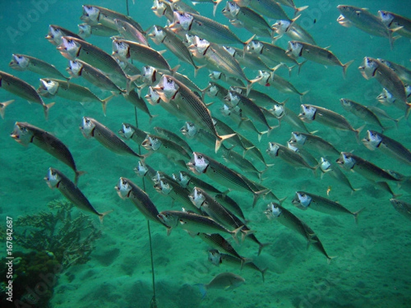 Obraz Großmaulmakrelen