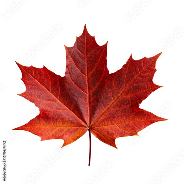 Fototapeta Red Maple Leaf isolated on PNG or JPEG Background