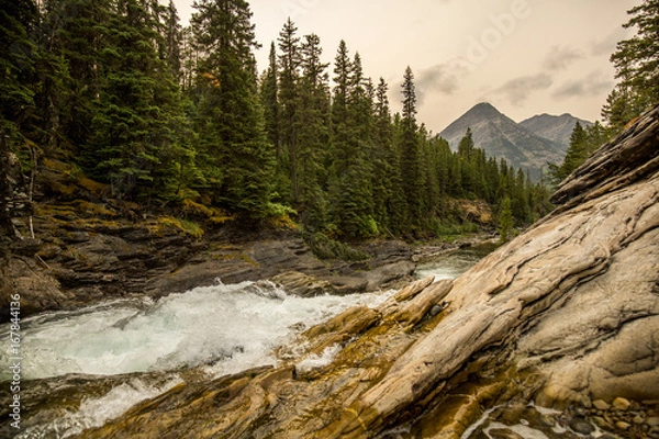 Obraz river rapids with pine forest