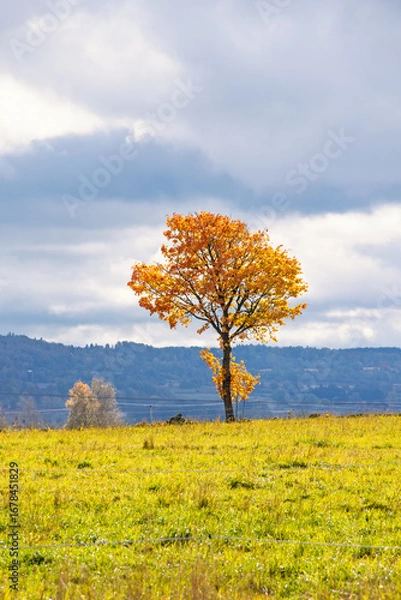 Fototapeta Solitary tree on a meadow at autumn