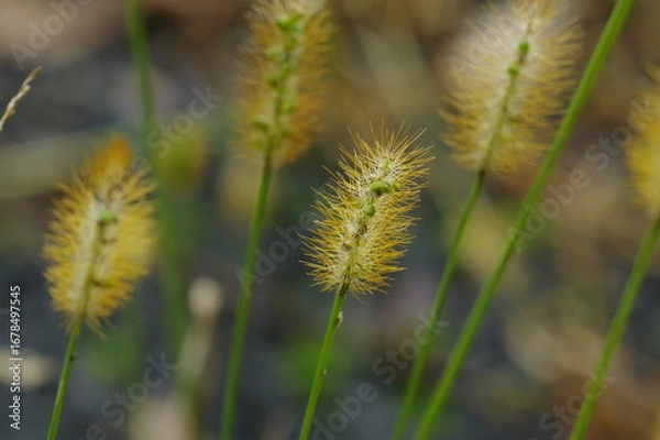 Obraz エノコログサの一種