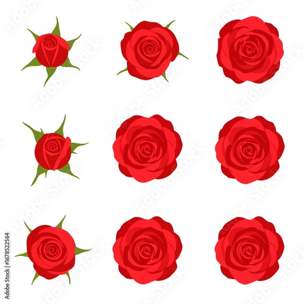 Fototapeta Collection of Red Rose Blossoms with Various Stages of Blooming in White Background for Decoration and Romance