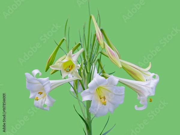 Obraz 高砂百合の花