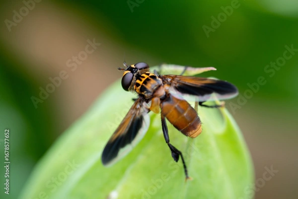 Obraz Macro d'une mouche à plumes posée sur une feuille