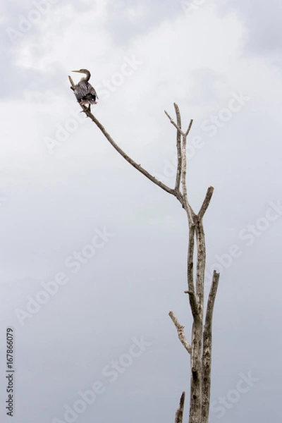 Obraz anhinga in a tree