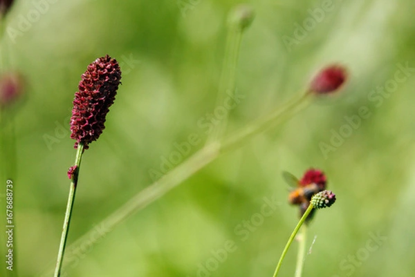 Fototapeta 夏の終わりを告げるワレモコウ