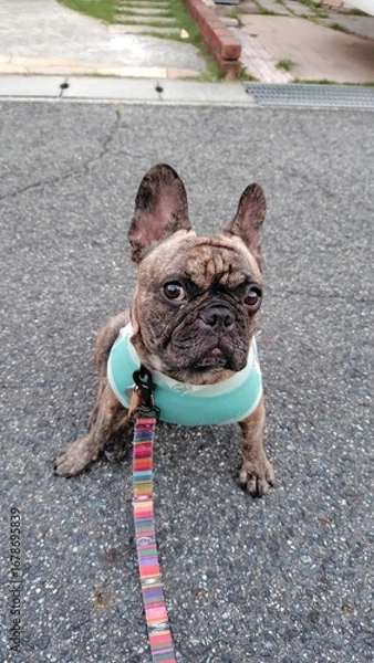 Fototapeta 250901052235666フレブル