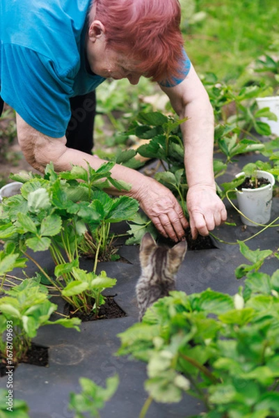 Obraz Kitten in the strawberry patch