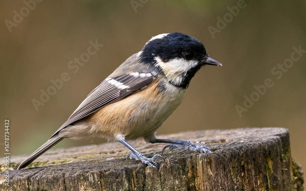 Obraz Coal Tit on a log 
