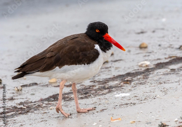 Obraz American Oystercatcher
