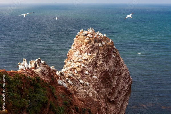 Obraz Lummenfelsen - Helgoland