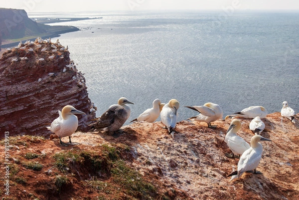 Obraz Lummenfelsen - Helgoland
