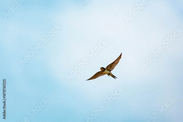 Obraz 青空バックに飛翔するツバメ