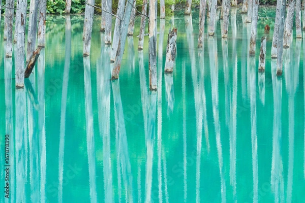 Obraz 美瑛 白金の青い池