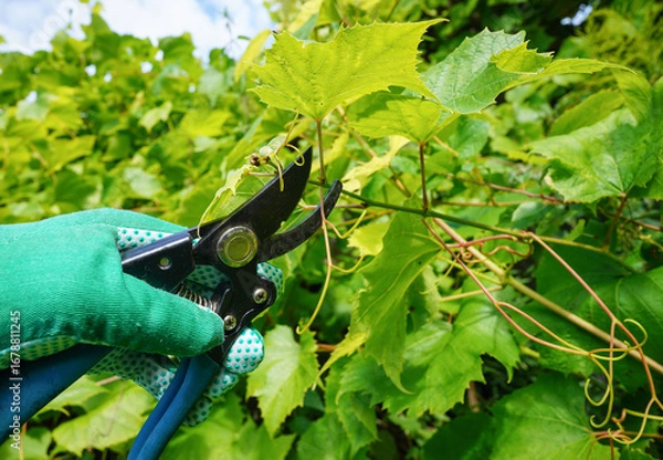 Fototapeta Cut branch use branch cutter on vineyard. Cutting branches on grapes use pruning shears. Trimming Grapevines branch on vineyard farm. Pruning grapevines with clippers. Grape vine pruning tools.