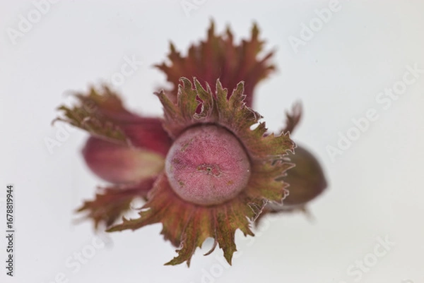 Fototapeta nicht ganz reife Haselnuss