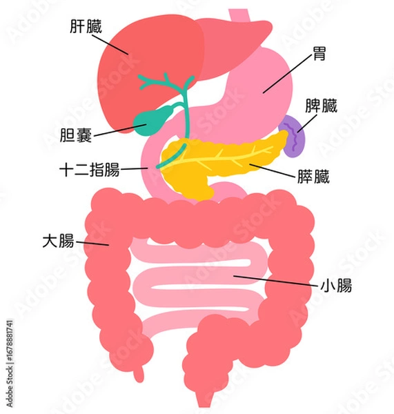 Obraz 消化器系　肝臓　胆嚢　膵臓　胃　十二指腸　臓器の構造