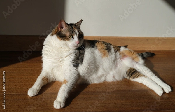 Obraz beautiful cute cat lying and sunbathing