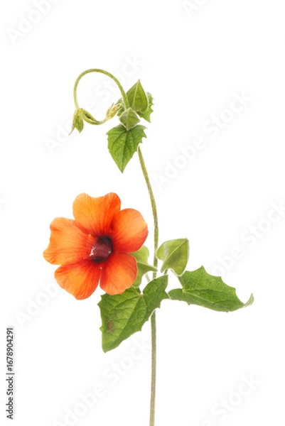 Obraz Black-eyed Susan vine