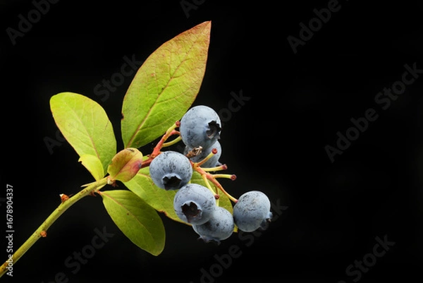Obraz Blueberries against black