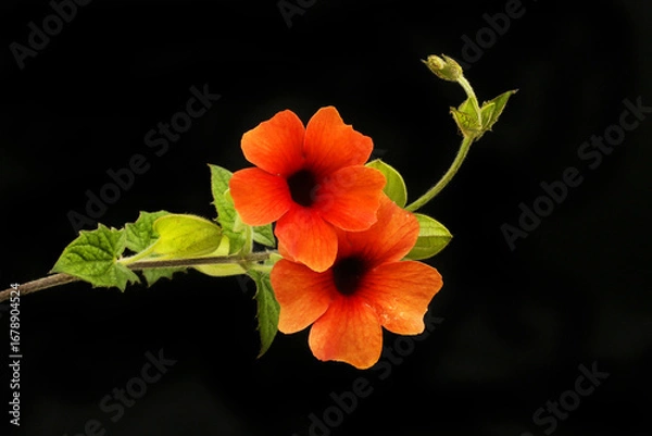 Obraz Black-eyed susan vine