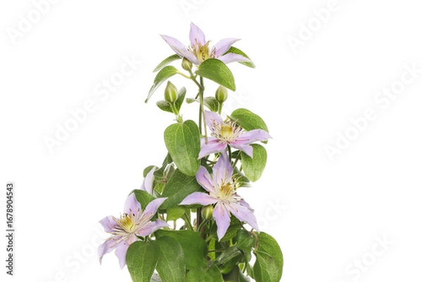 Obraz Flowering clematis plant