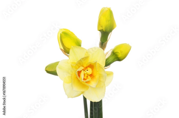 Obraz Daffodil flower and buds