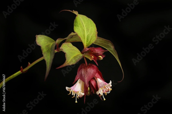 Obraz Himalayan honeysuckle flowers
