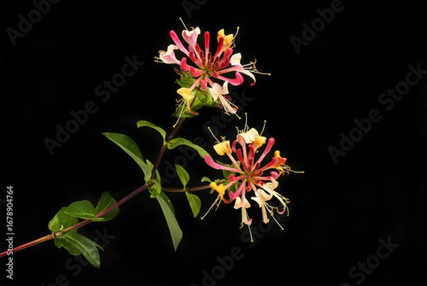 Obraz Honeysuckle flowers against black