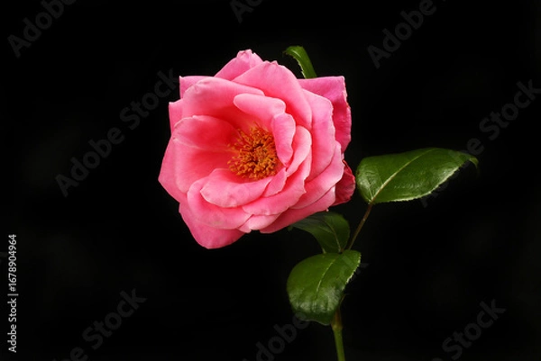 Obraz Pink rose against black
