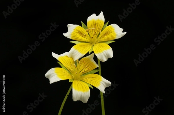 Obraz Poached egg plant flowers