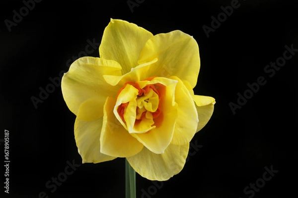 Obraz Single daffodil against black