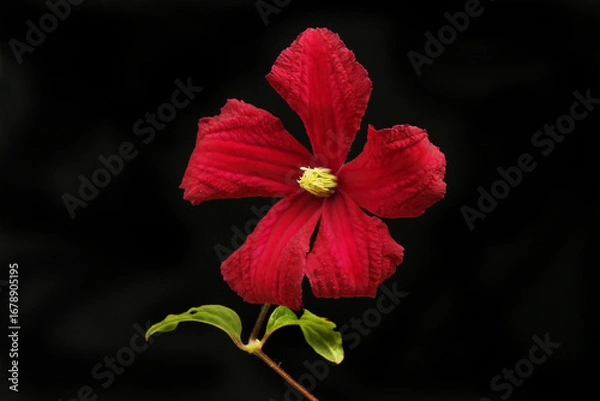 Obraz Red clematis flower against black