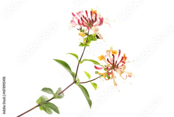 Obraz Two honeysuckle flowers