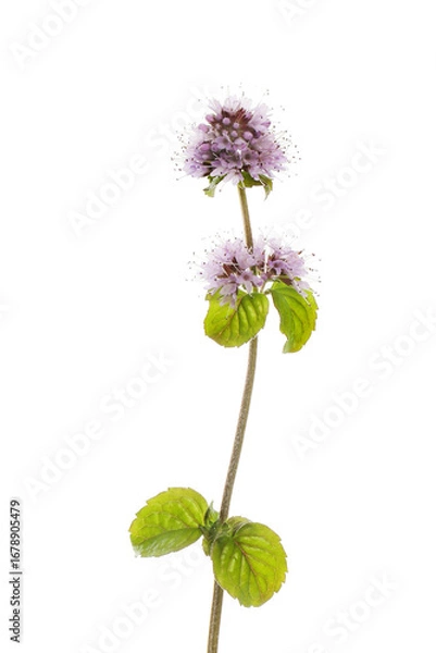 Obraz Water mint flowers