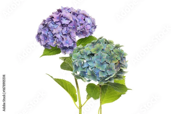 Obraz Two hydrangea flowers