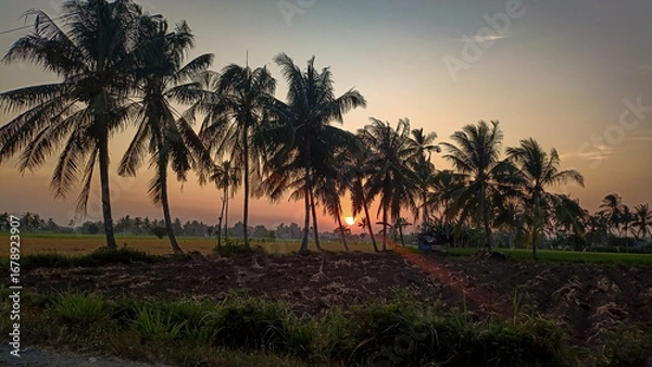 Fototapeta A beautiful morning. The sun has just risen. The orange hues in the distance. Coconut trees line the edge of the rice fields.