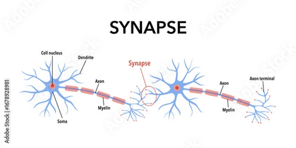 Fototapeta Neural connection diagram. Structure of neuron with axon, dendrites and soma. Transmission of nerve impulse or electrical signal across synapse.