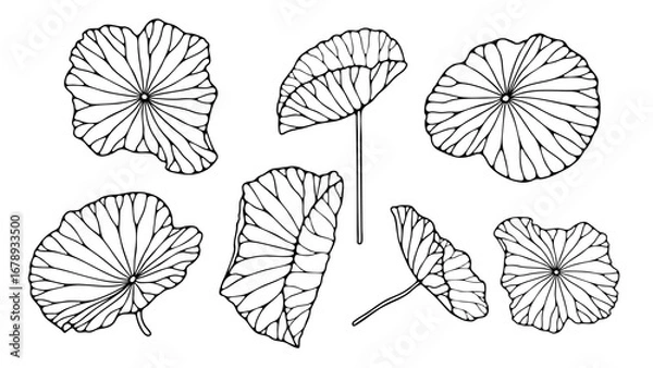 Fototapeta Outline or sketch of water lily or lotus leaves isolated on white background.